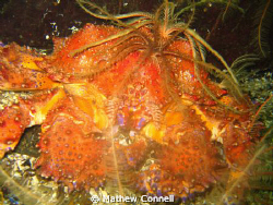 Puget sound king crab at Agamemnon channel, BC. by Mathew Connell 